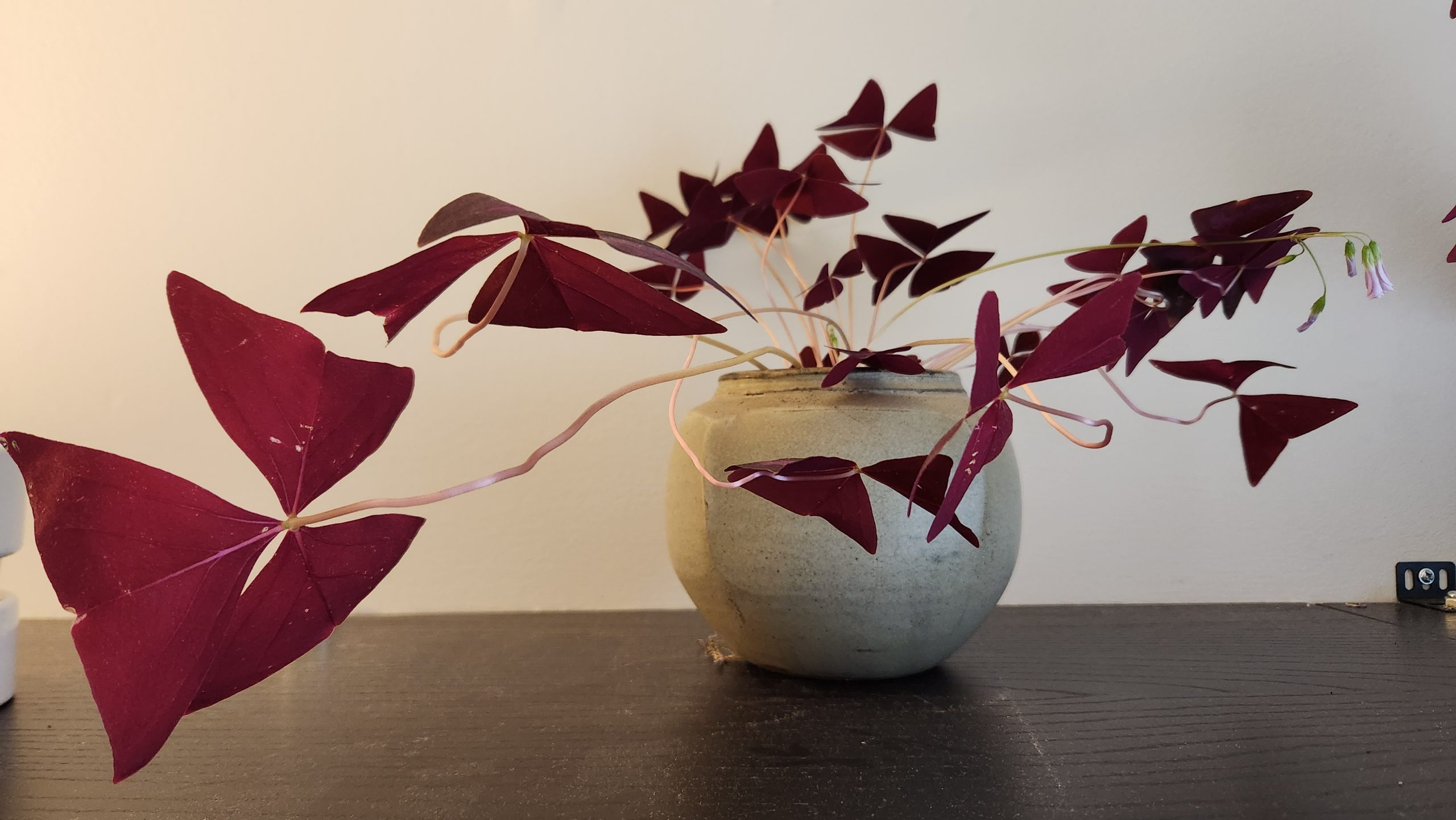 Feng Shui Plants and Flowers